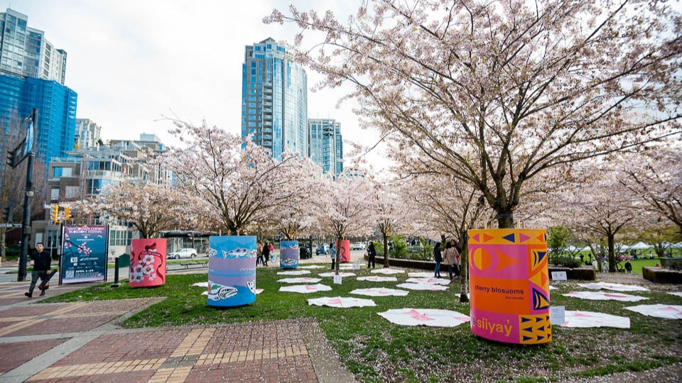 Vancouver Cherry Blossom Festival 2026 - cherry trees blooming in spring