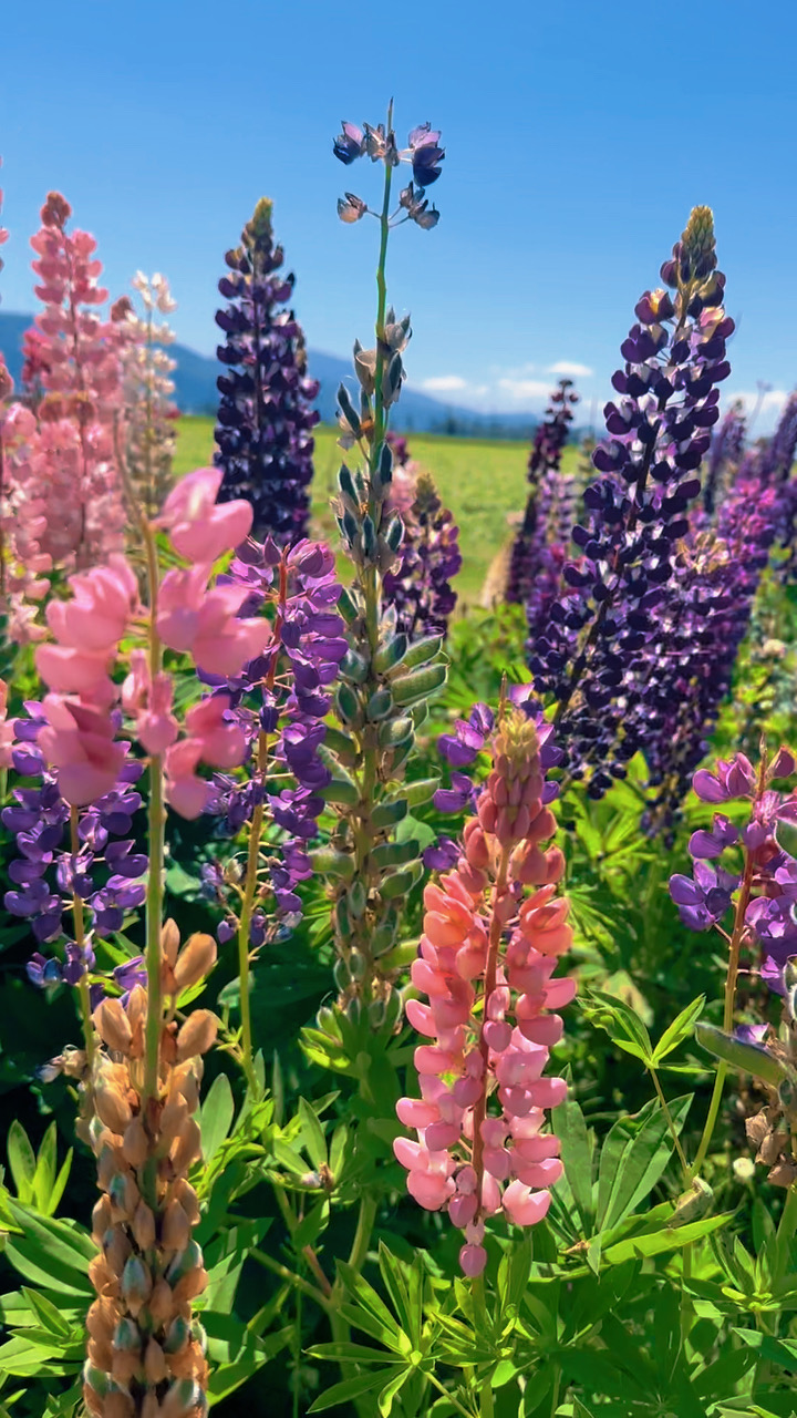 abbotsford lupines lakeland flower